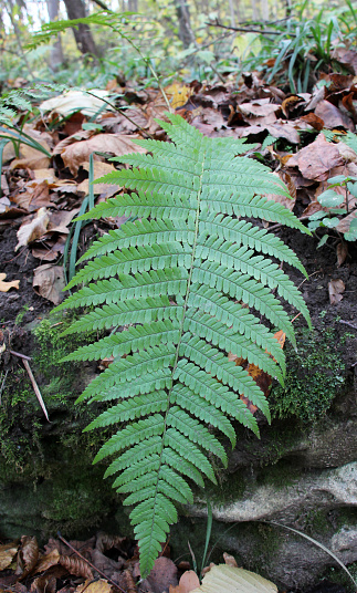 Fern (Dryopteris filix-mas) grows in the wild in the forest