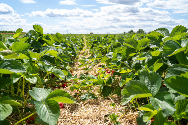 istock Strawberry field on a sunny day 2099862353