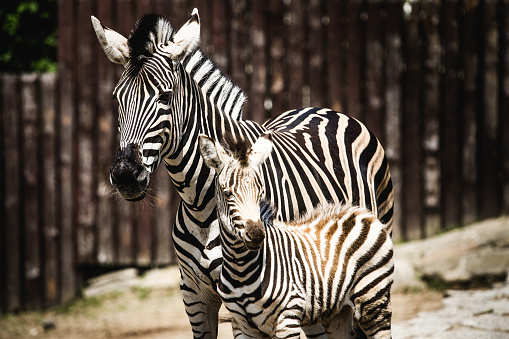 Zebra and her foal playfully interacting and touching noses and the foal is trying to imitate its mother.