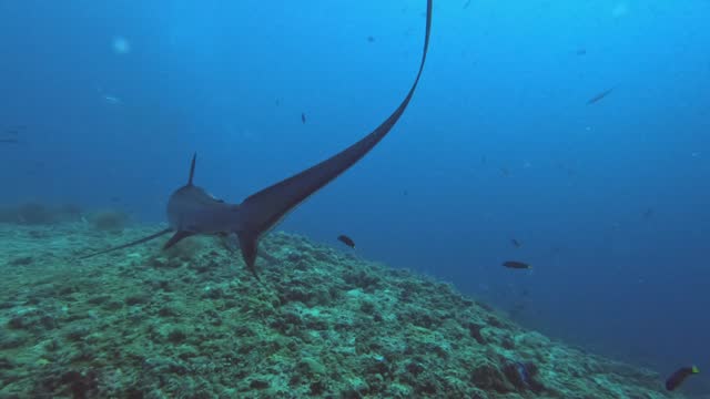 Thresher shark turning over coral reef with blue ocean in background