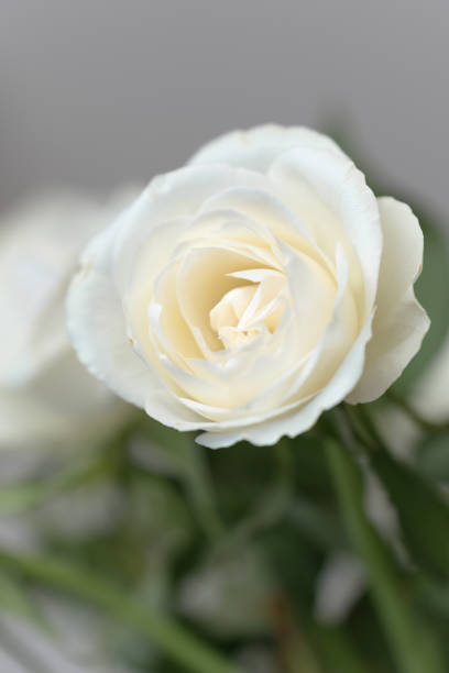 istock Single white rose blooming in vase  close up 2099880250