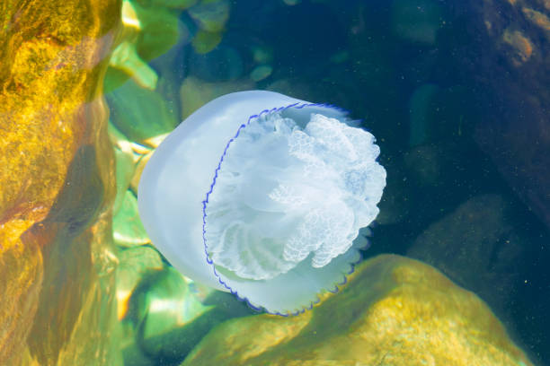 istock Jellyfish in the water. Marine life. 2099884031