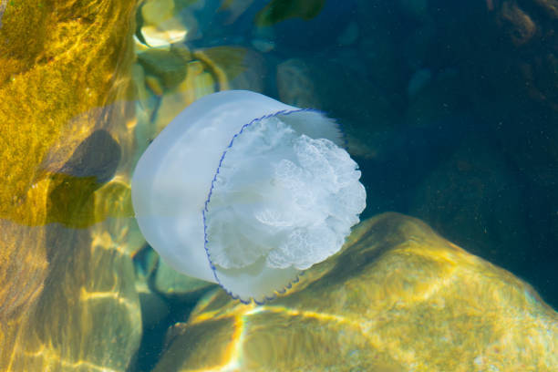 istock Jellyfish in the water. Marine life. 2099884034