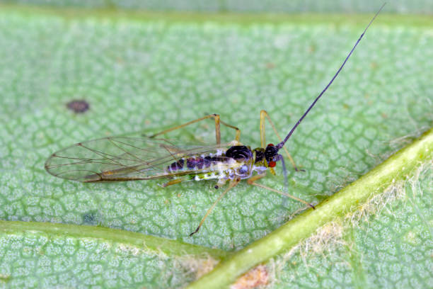 istock Spectacular looking aphids. Colorful plant pests. 2099886815