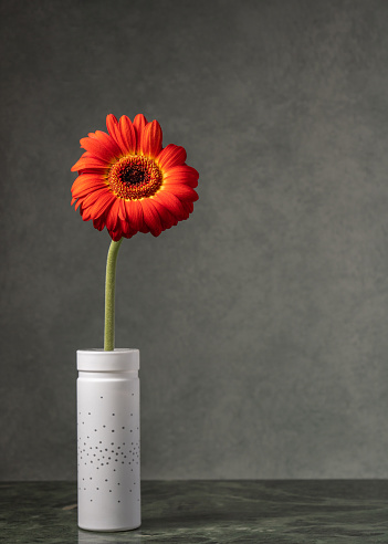 One red flower in a white vase on a gray background. Place for an inscription