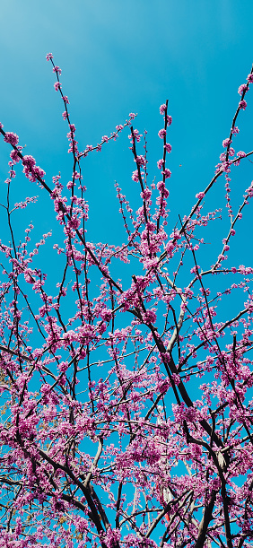 Blossoms on a tree