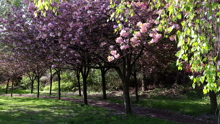 Blooming Cherry tree flowers