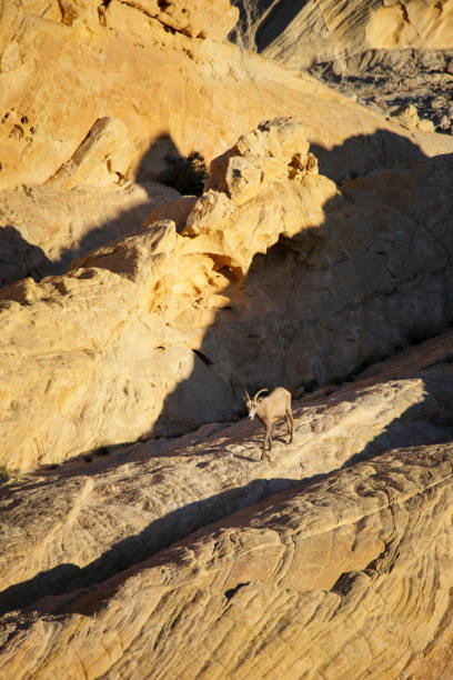 istock Desert Bighorn Sheep Nevada 2099899491