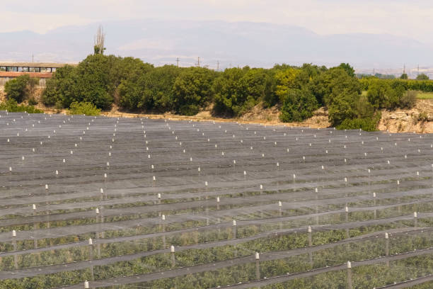 Gardens of apricot or peach trees protected by a protective net. Gardening concept.