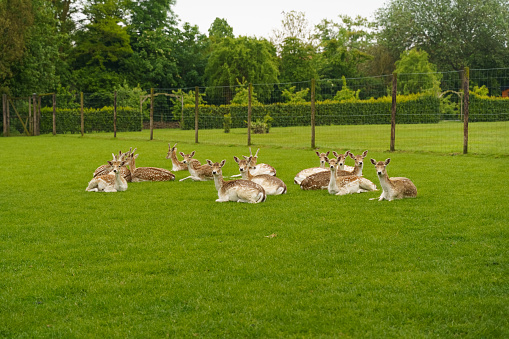 Spotted deer in the sun are resting on a green lawn. Deer in the enclosure.