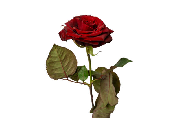 istock Beautiful red rose isolated on white background. 2099911919