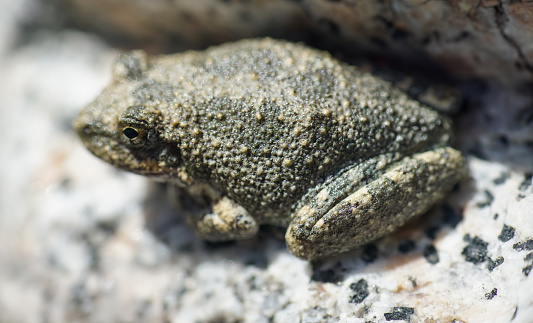 The California tree frog or California chorus frog (Pseudacris cadaverina) is a 