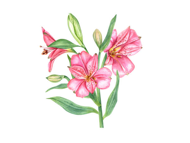 leuchtend rosa tropische blumen. alstroemeria-blume. botanische vintage-illustration. blütenkopf, knospe, blatt. aquarellmalerei isoliert auf weißem hintergrund. alstromeria-bouquet. für karten, einladungen - orchid red flower head white background stock-grafiken, -clipart, -cartoons und -symbole