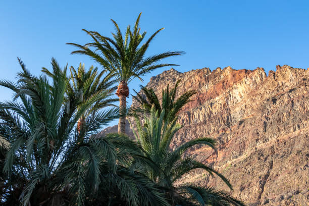 Scenic view on the massive sharp cliffs and mountain Cueva de Cabras in the La Mercia mountain range in Valle Gran Rey, La Gomera, Canary Islands, Spain, Europe. Palm trees are in the foreground