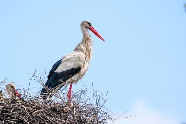 istock White stork and baby stork sitting in the nest. 2099942986