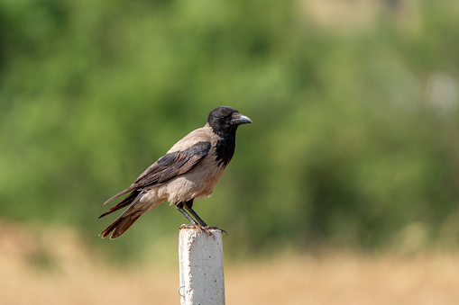Carrion crow sitting on concrete fence