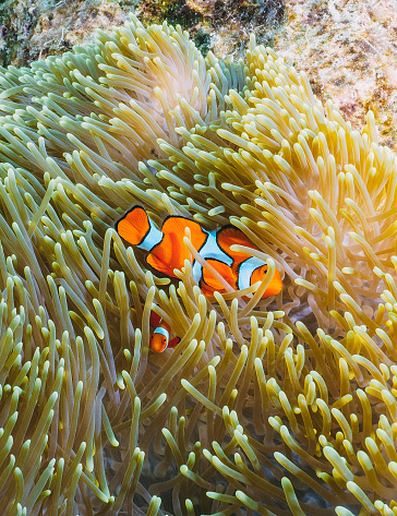 A small orange and white fish is hiding in a sea anemone. The fish is surrounded by green and yellow sea anemone tentacles