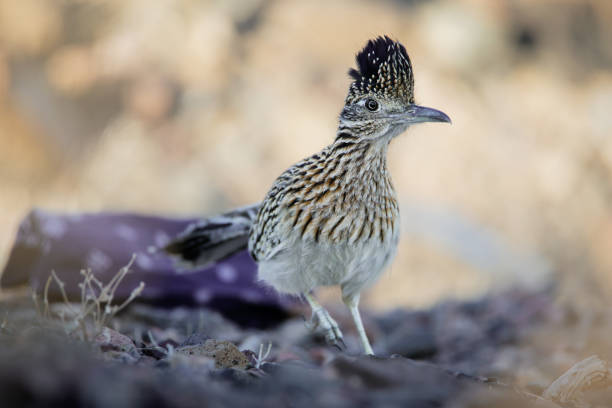 Roadrunner Lake Mead National Recreation Area