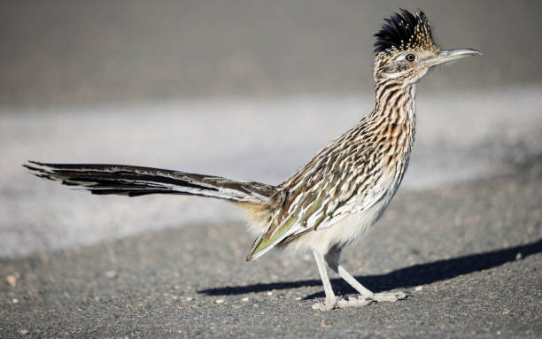 istock Roadrunner Lake Mead National Recreation Area 2099947761