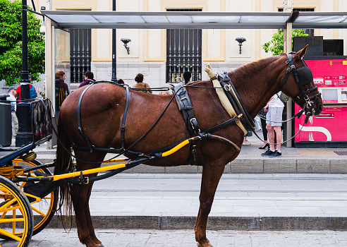 Seville, Spain-March 20, 2024: close-up of horse taxi, on Avenida de la Constitución, Seville city center.
