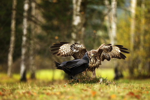 Common buzzard (Buteo buteo) and common raven (Corvus corax) together in one place fighting for the carcass
