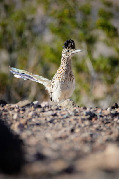 istock Roadrunner Lake Mead National Recreation Area 2099961555