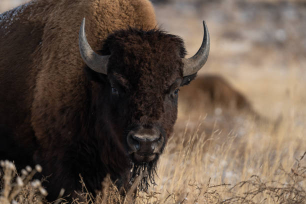 istock America bison in the sun 2099965736