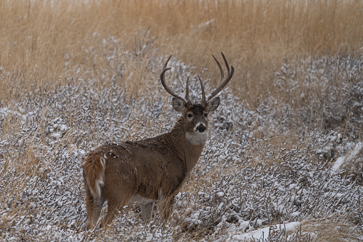 A large white tailed deer buck is looking back at the camera on a snowy day. It has a large rack of antlers.
