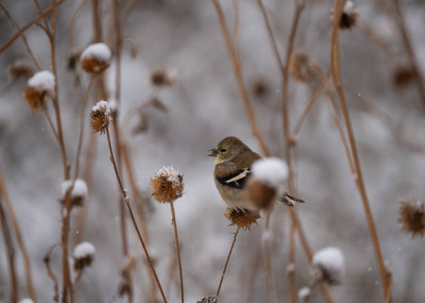 istock Snowy goldfinch and thistle 2099966249