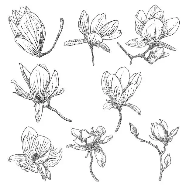 Vector illustration of Magnolia flower drawings set. Sketch of floral botany twigs from real tree. Black and white with line art isolated on white background. Real life hand drawn illustrations of magnolia bloom. Vector.