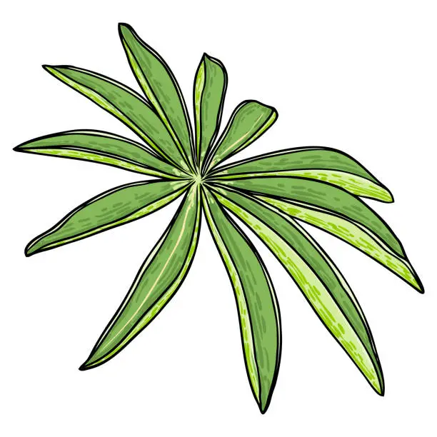 Vector illustration of Lupinus polyphyllus large leaf of garden flowers. lupin or bluebonnet long leaved lupine or Bigleaf Lupine meadow plant leaves. Drawing and line art in color on white background. Vector.