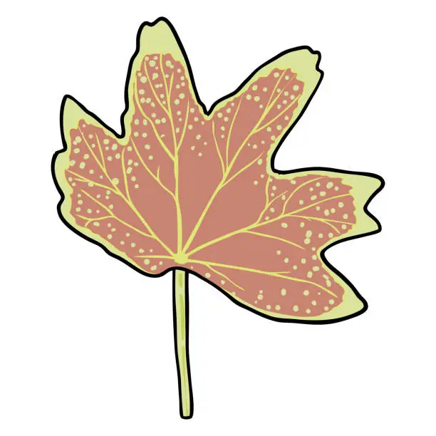 Vector illustration of Pelargonium leaf or Vancouver Centennial Stellar Geraniums plant leaves. Geranium flower lush, botanical colour drawing. Yellow, orange and pink colours. Vector.