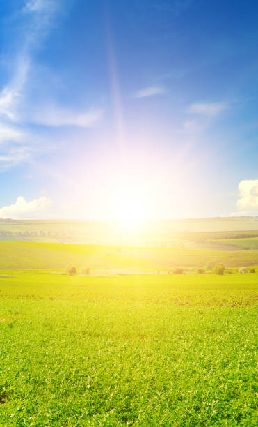 поле с зеленой люцерной и восходом солнца. вертикальная фотография - clover field blue crop стоковые фото и изображения