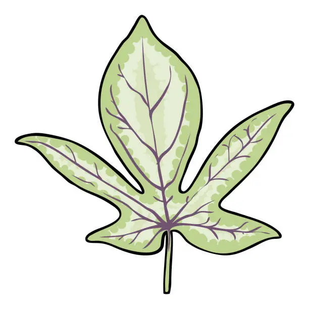 Vector illustration of Sweet potato vine leaf. Dicotyledonous plant, bindweed or morning glory leaves. Ipomoea batatas Vegetable Yam use for decoration and food. Vector.