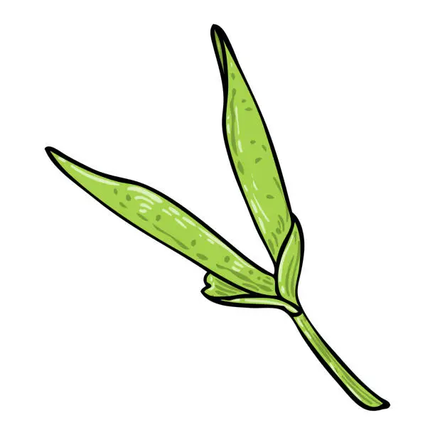 Vector illustration of Seedling of sweet potato vine leaf. Dicotyledonous plant, bindweed or morning glory leaves. Ipomoea batatas Vegetable Yam use for decoration and food. Vector.