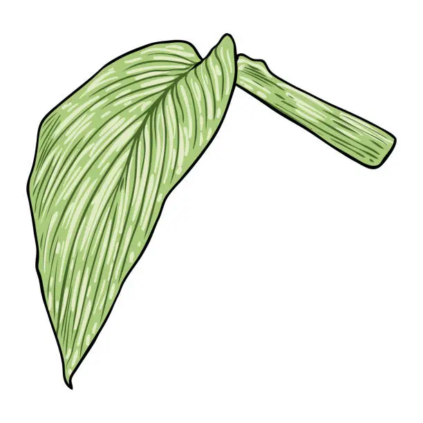 Vector illustration of Canna Indica plant leaf. Exotic jungle domesticated house or city plant with striped lines. Vector.