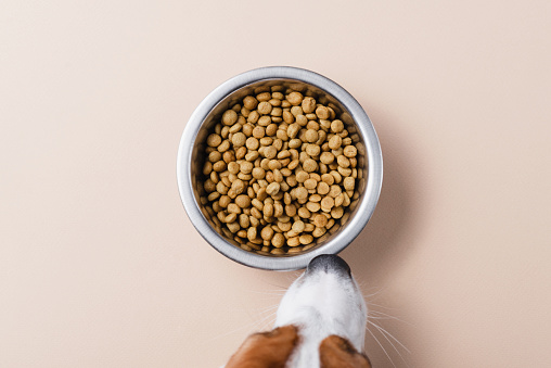 Cute dog's nose next to dog's bowl on neutral background. National Puppy Day concept, top view, copy space