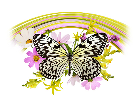 Butterfly and summer flowers in a beautiful arrangement isolated on white
