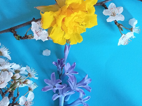 Springtime vector, flowers, blue, blooming