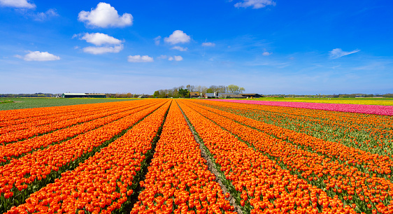 Field of red tulips near Egmond, Netherlands