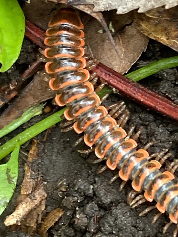 Close-up of a brown and orange caterpillar climbing in the dirt over plants, vines, and twigs with many legs, natural beauty