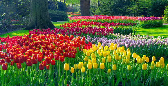 Park with multi-coloured spring flowers