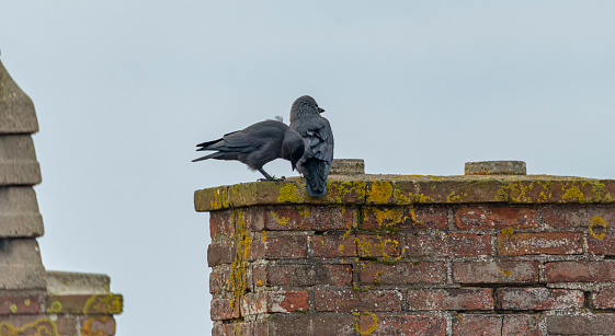 Jackdaw bird with black feathers on chimney in cloudy dark day