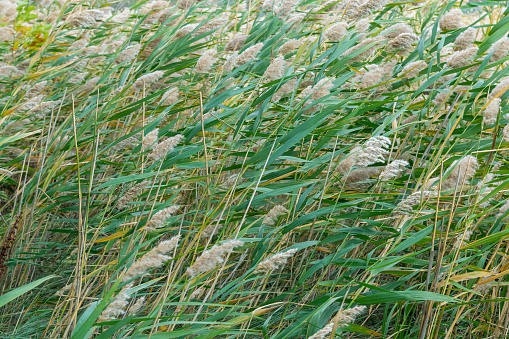 Reed in the wind. Phragmites australis, the common reed. Nature.