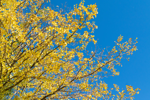 Tree with yellow leaves against a blue sky. Autumn background. Autumn landscape.