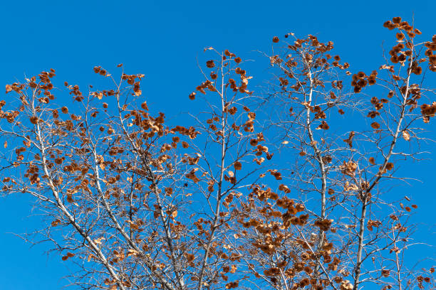 Tree with red leaves against a blue sky. Autumn background. Autumn landscape. Weather, seasons.