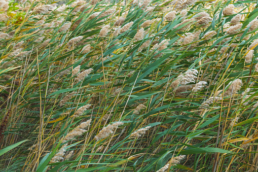 Reed in the wind. Phragmites australis, the common reed. Nature.