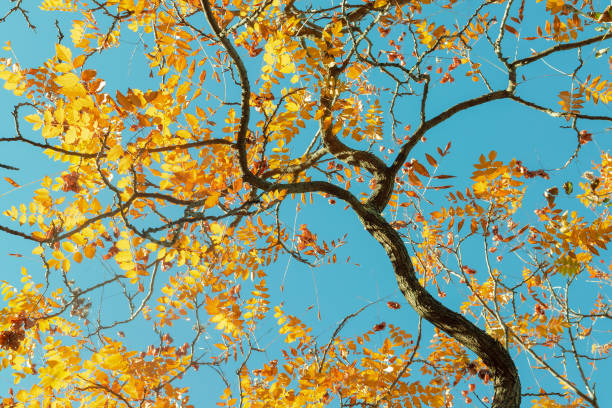 Tree with yellow leaves against a blue sky. Autumn background. Autumn landscape.