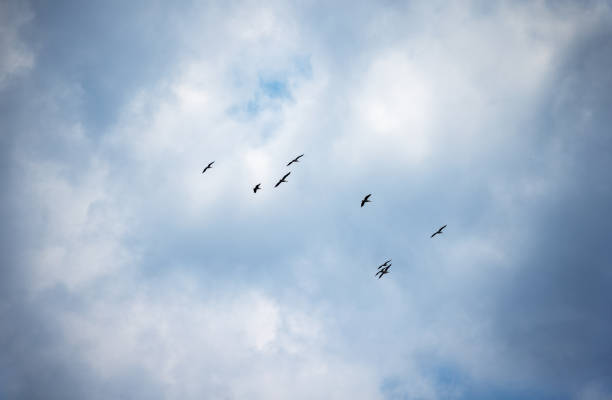Bandada de pelícanos da vueltas en el cielo con el telón de fondo de hermosos cúmulos de nubes - foto de stock