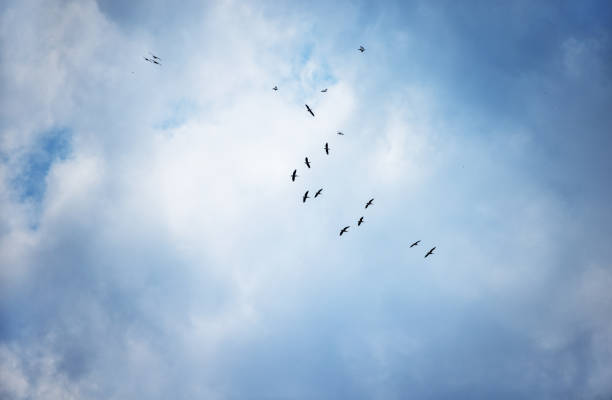 Bandada de pelícanos da vueltas en el cielo con el telón de fondo de hermosos cúmulos de nubes - foto de stock